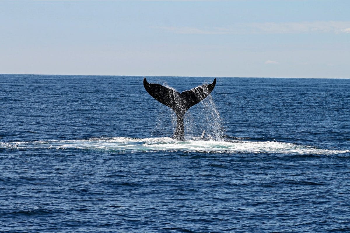 Cola de ballena sobresaliendo del mar azul.