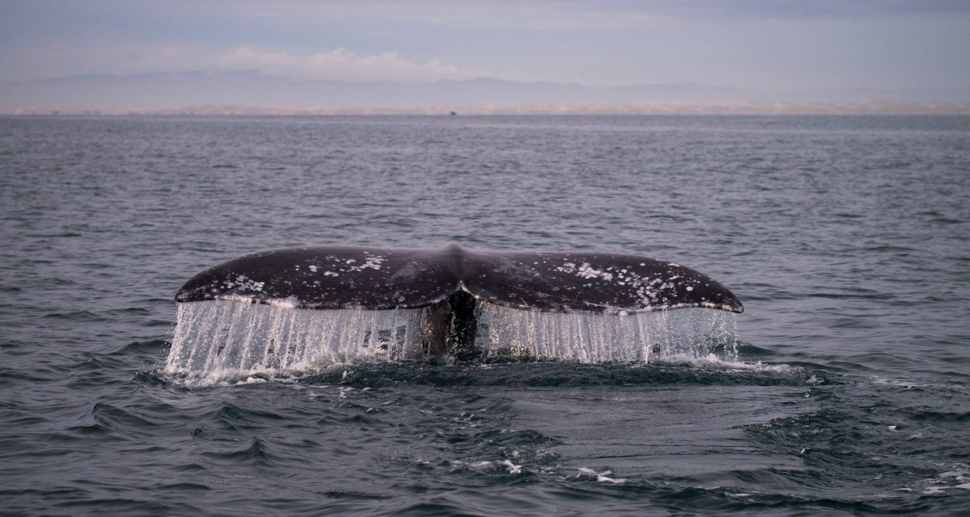 Cola de ballena color negro saliendo del mar.