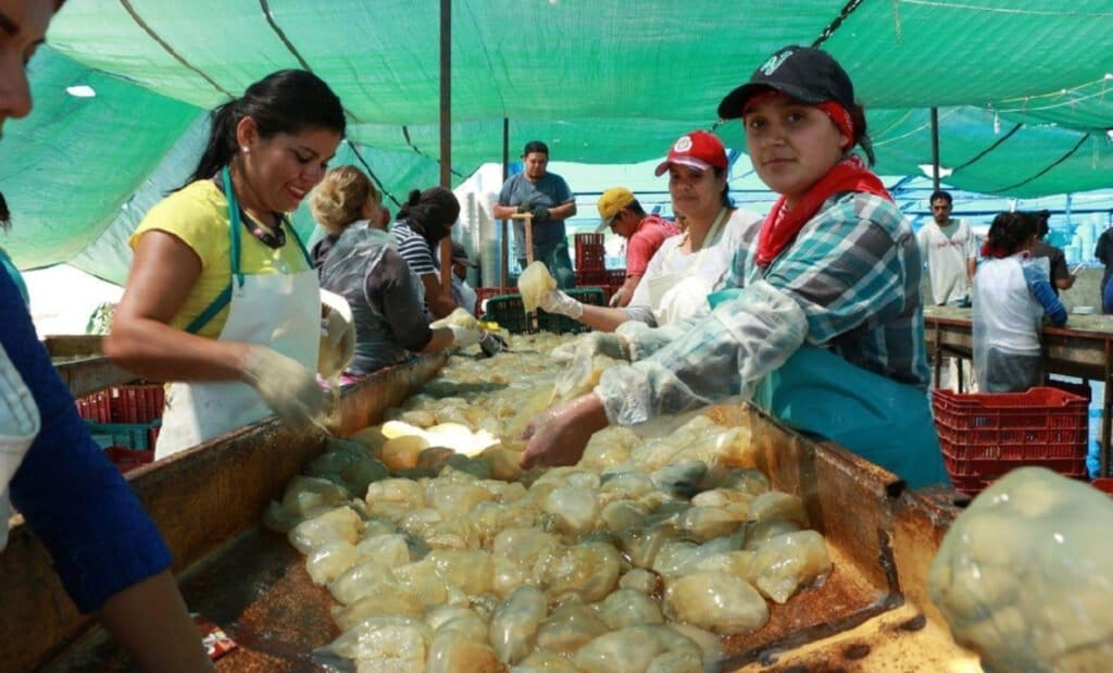Mujeres pescadoras de la región Yaqui