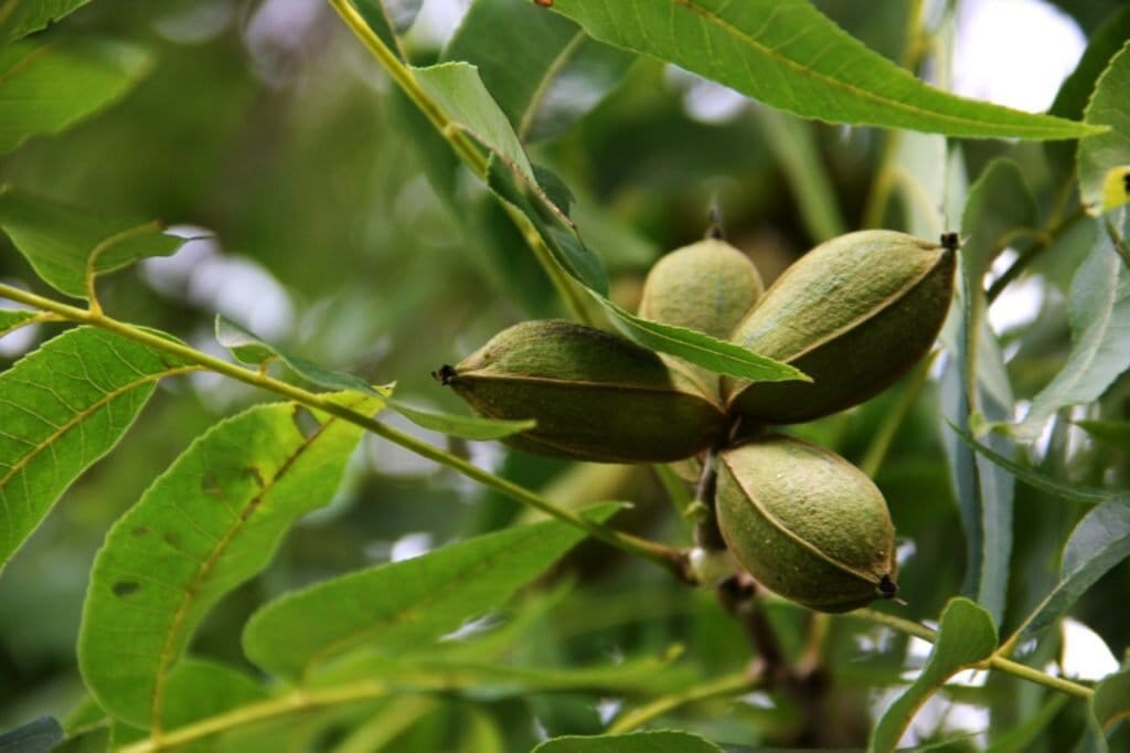 Ramas con hojas color verde, en una de las ramas se encuentran 4 frutos color verde olivo. 