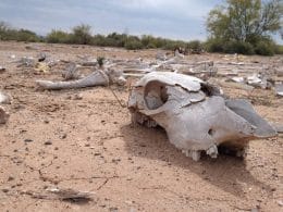 fotografía de cráneo de vaca muerta debido a sequía