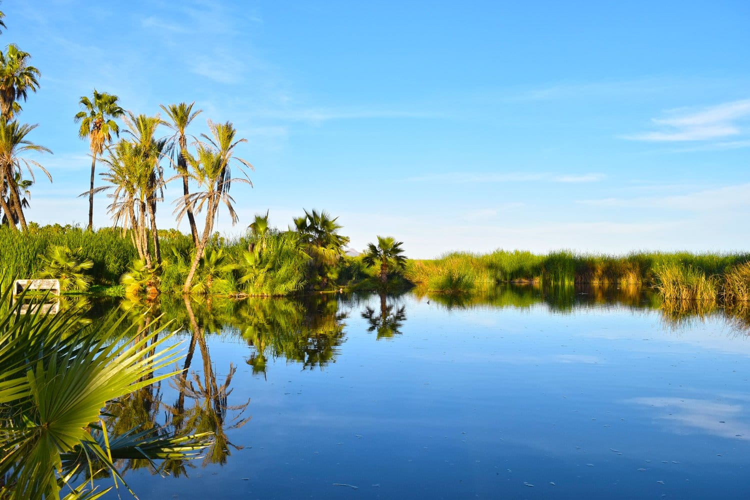 estero san josé del cabo con agua y palmeras verde, cielo azul