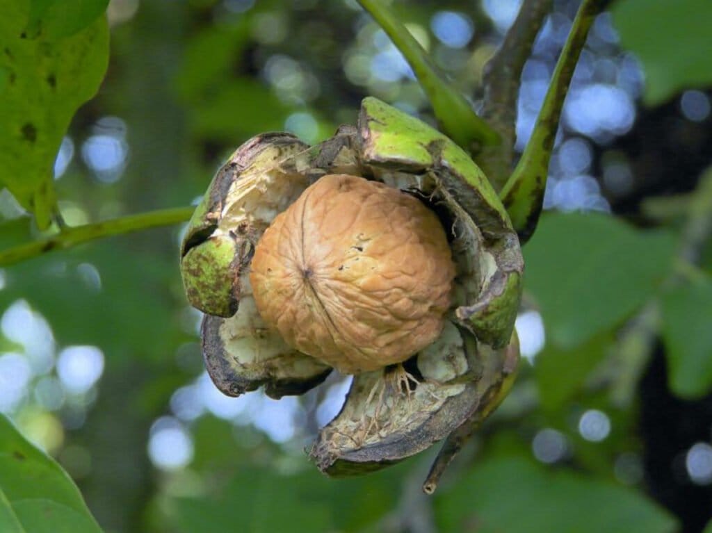 Fruto colgando de un arbol color verde, el fruto es color café y se encuentra en medio de una cáscara color verde con blanco. Chihuahua principal productor.