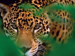 Cara de jaguar
