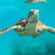 tortuga nadando en el mar