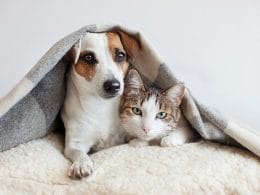 Perro y gato siendo amigos