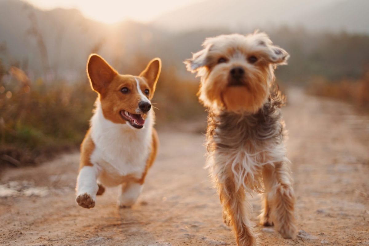 Dos perritos corriendo. 