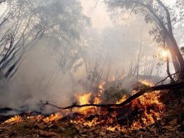Incendio forestal en Sonora