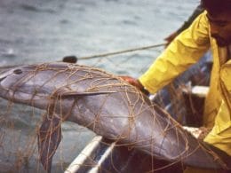 Vaquita marina atrapada