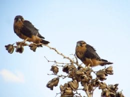 halcones sobre árbol