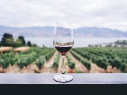 Copa-vino-tinto-viñedo