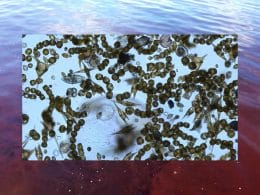 Mareas rojas por toxinas el algas en el Oceano Pacífico