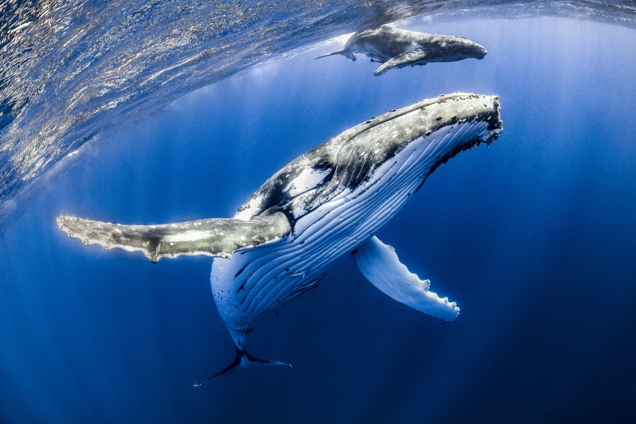 El canto de las ballenas: una fascinante forma de comunicación