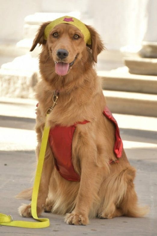 Es una perra golden retriever disfrazada de la Mujer Maravilla