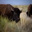 Un bisonte en primer plano, de frente con dos pequeños cuernos. Le tapa un poco de pastizal.
