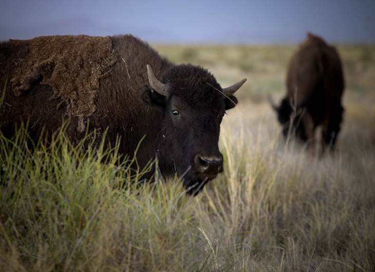 Un bisonte en primer plano, de frente con dos pequeños cuernos. Le tapa un poco de pastizal.