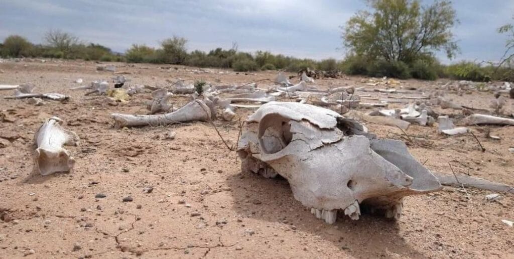 Cráneo de res sobre tierra seca y erosionada a causa de la sequía recurrente