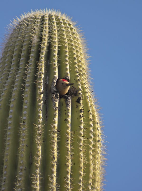 Es un cactus con un hoyo en su corteza, de él se asoma la cabeza de una ave. El fondo es el azul del cielo.