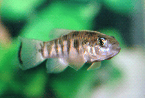 Es la imagen del Cachorrito de Julimes, un pez pequeño color plata con franjas de color oscuro.