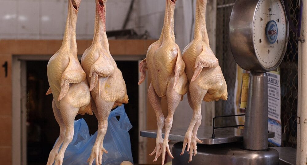 Cuatro pollos muertos, sin plumas, colgados cerca de una báscula.