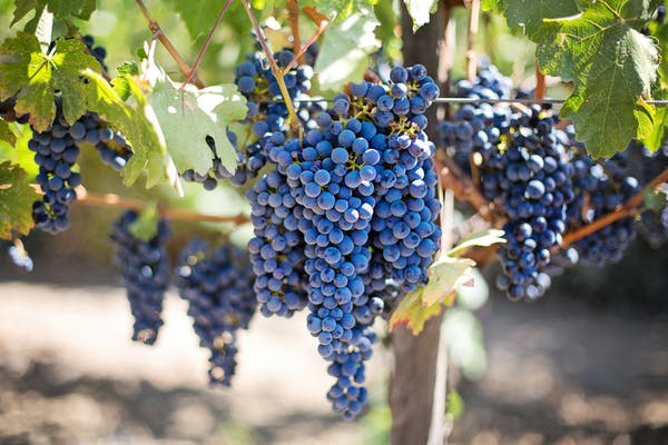 Una imagen de uvas en su planta. No son las de estados mexicanos productores de vino, sólo son representativas.