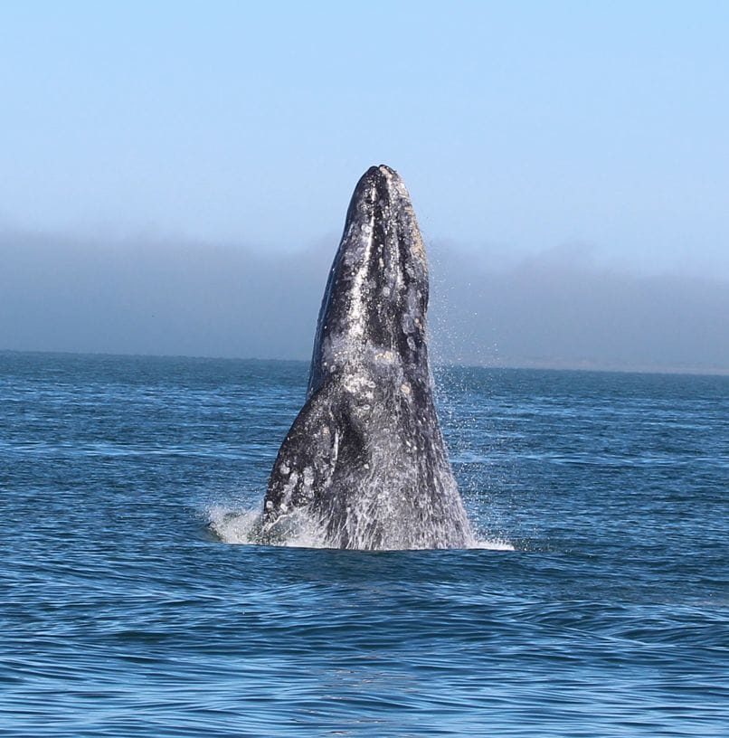 Una ballena sale del agua, se ve la parte superior de su cuerpo.
