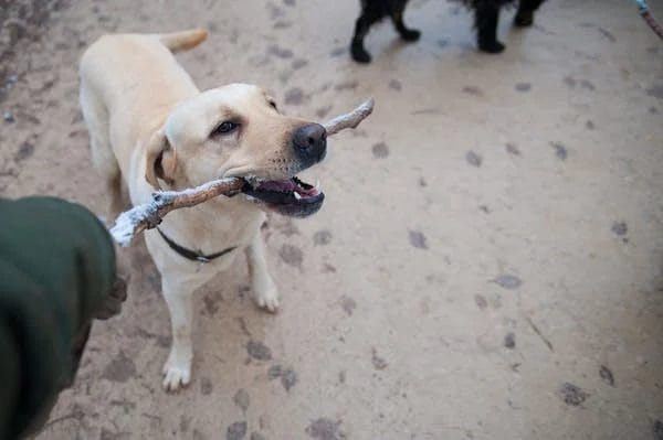 Un perro blanco mientras sostiene una vara de madera en su boca.